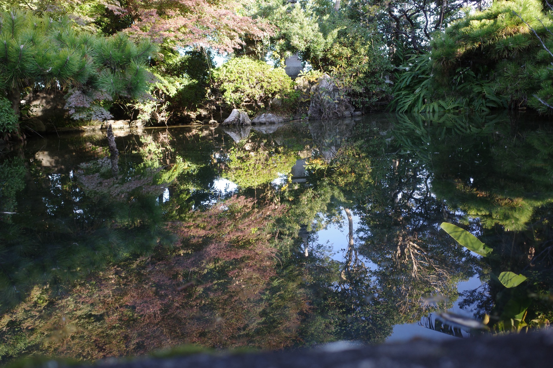 成道寺 池と紅葉