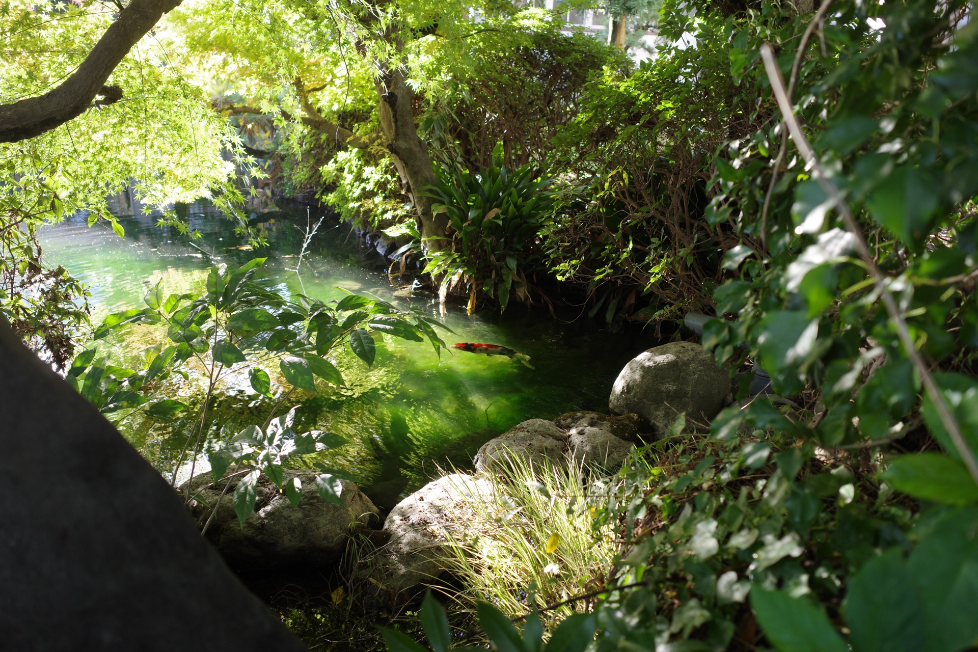 成道寺 池と鯉